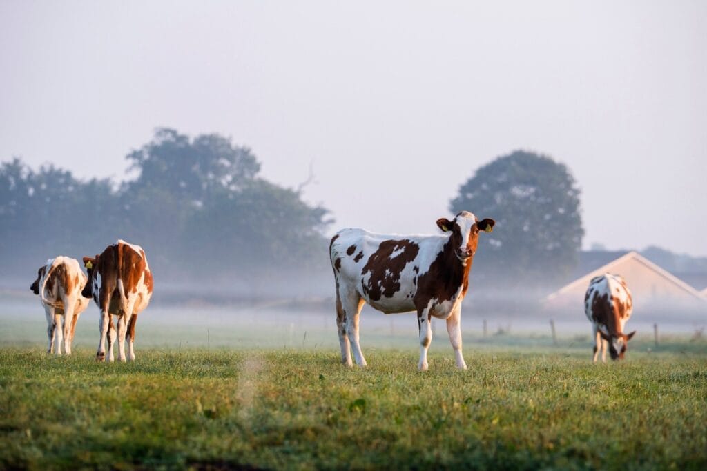 Beef Trade